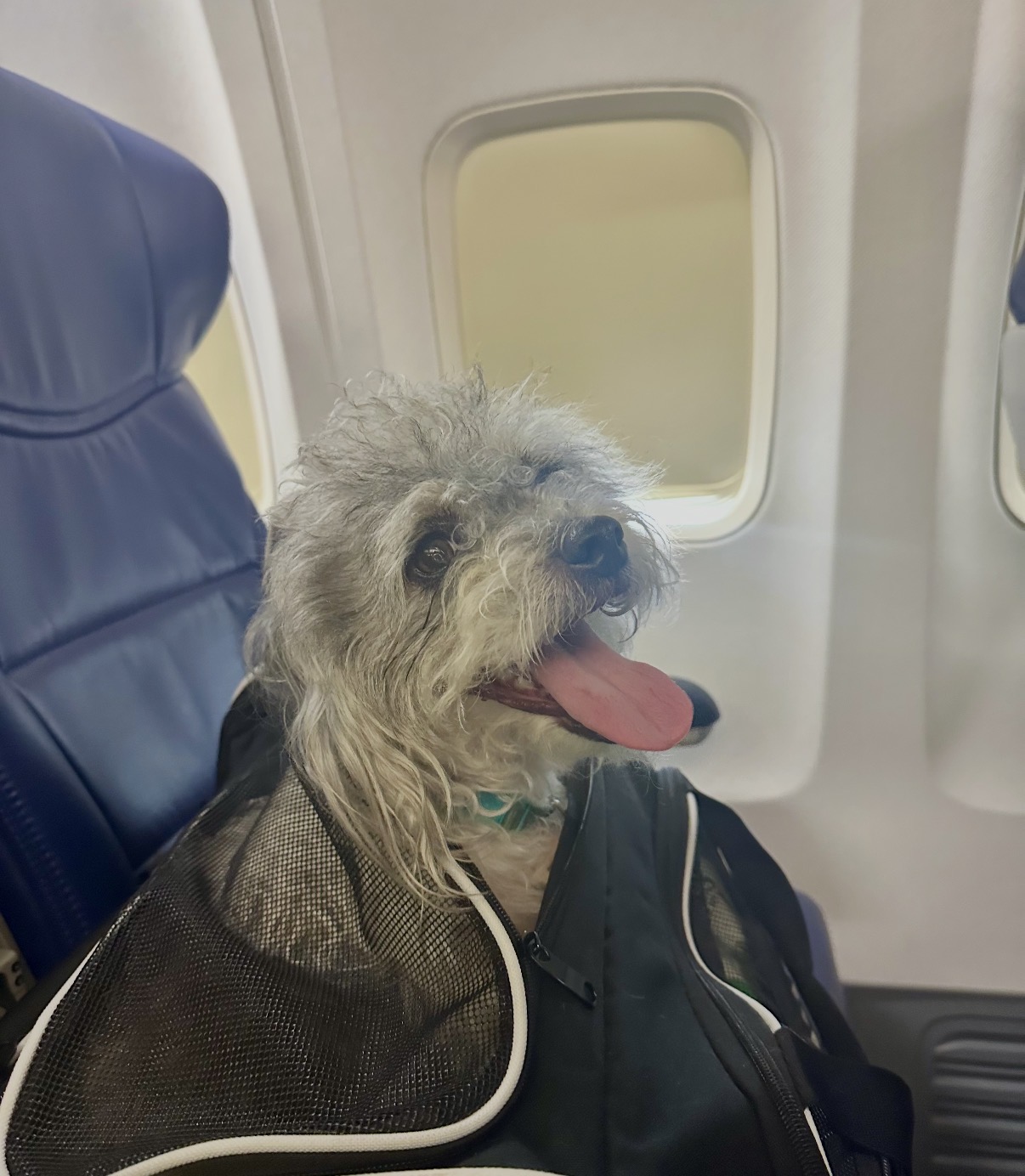 Mason, the Account Executive Jobs mascot, sitting by an airplane window